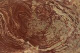 Polished, Neoproterozoic Stromatolite (Conophyton) - Morocco #350898-1